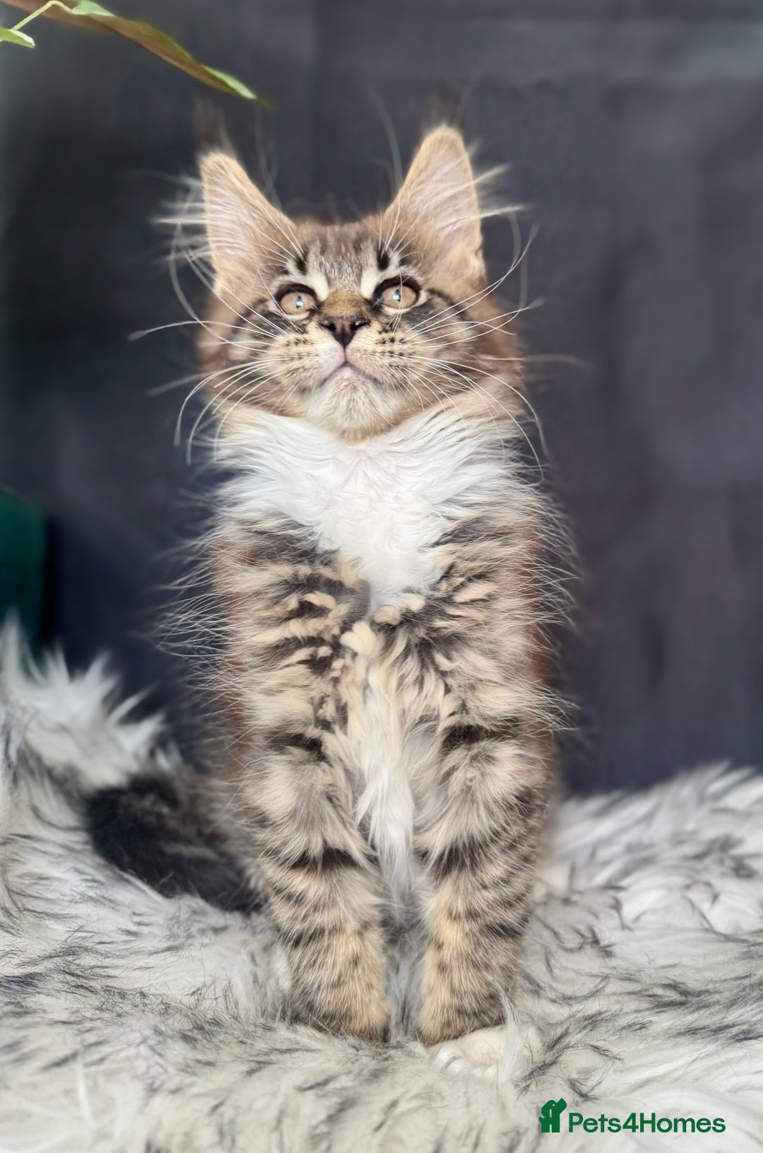 Maine Coon cats for sale: Champions- Bloodline Purebred Maine Coon Kittens  - Image 10