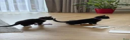 Mixed Breed cats for sale: 😺LOVELY KITTES Available for Collection Today!😺 - Advert 7