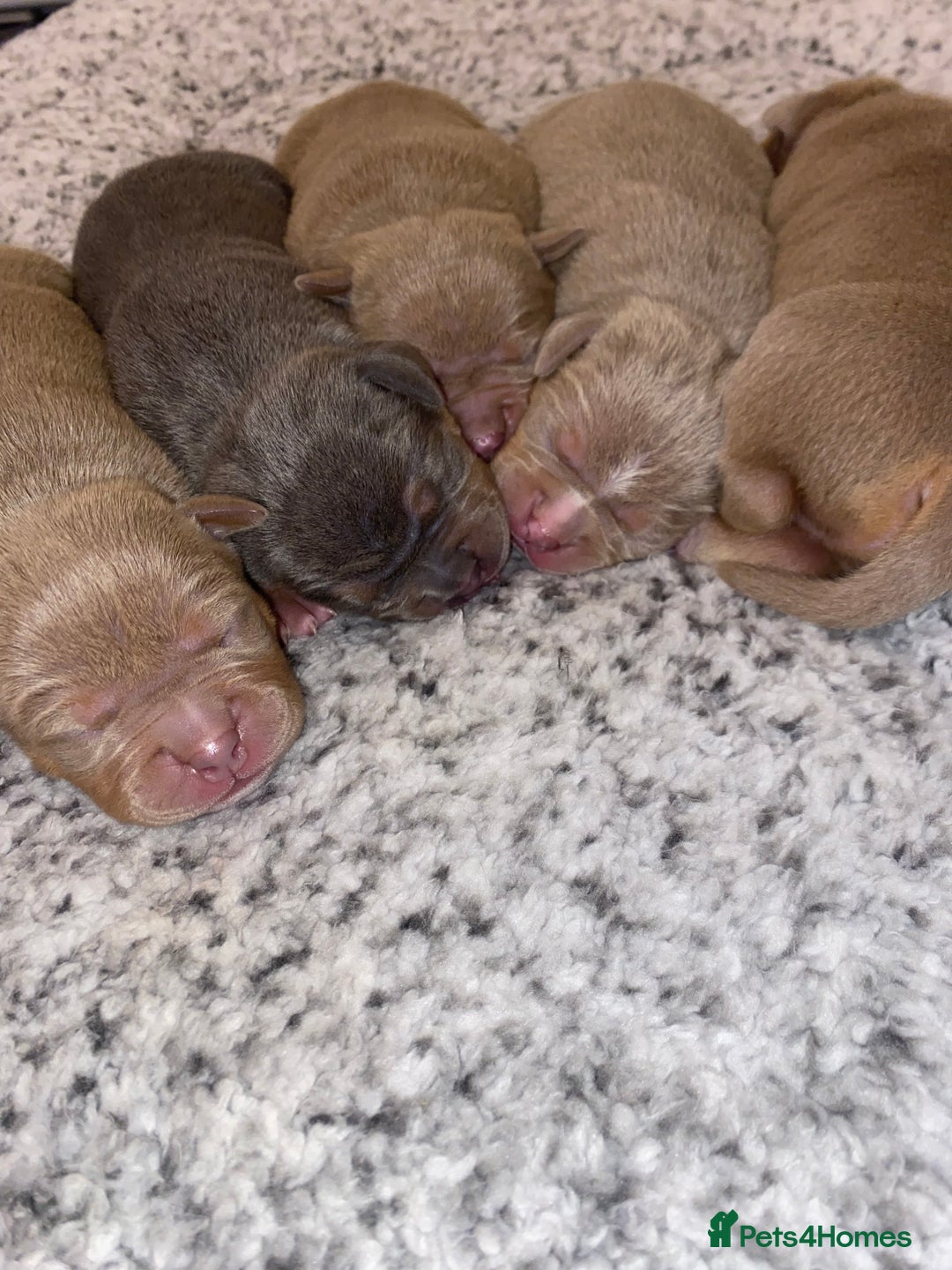 American Bully dogs for sale: Pocket bully pups - Advert 8