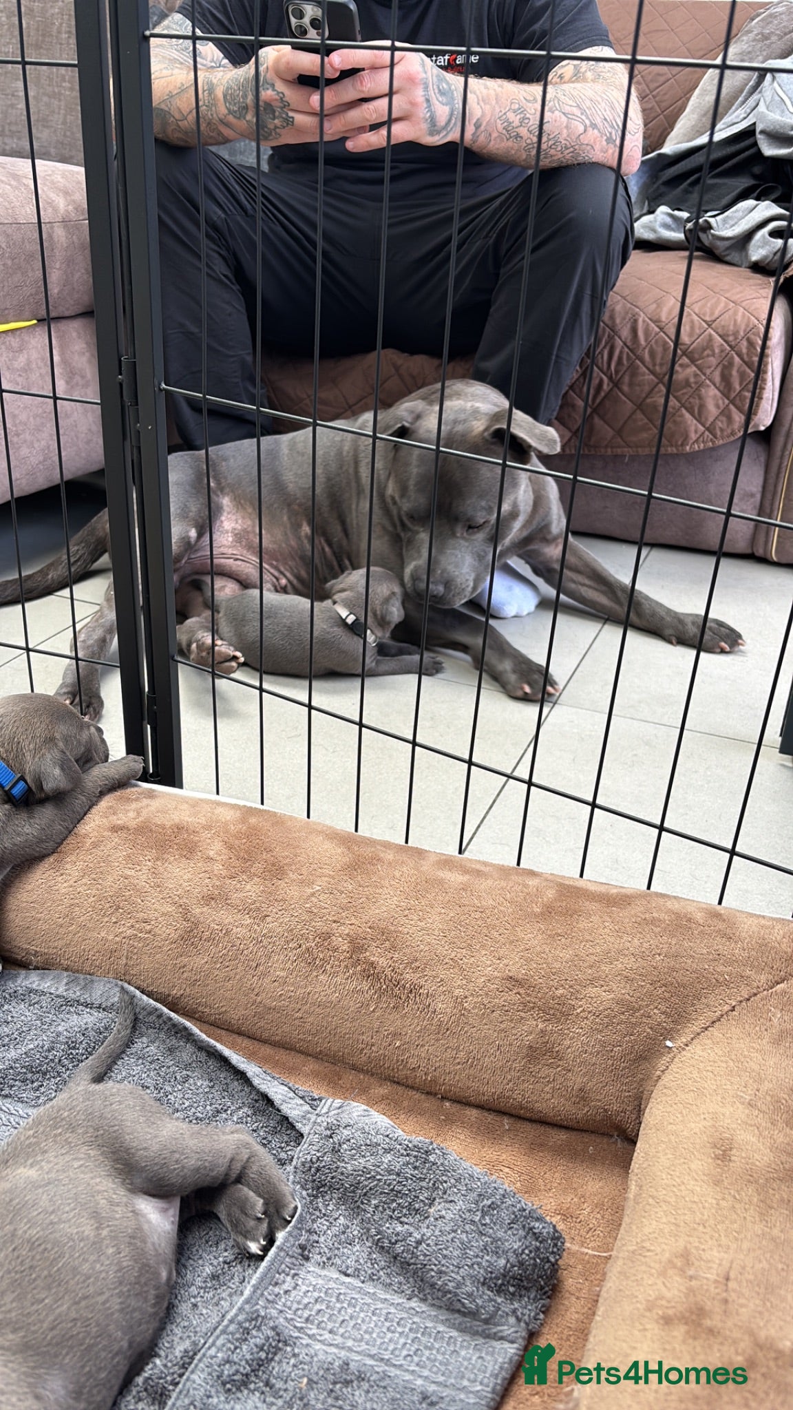 Staffordshire Bull Terrier dogs *4 WEEKS OLD* Blue Staff Bull Terrier Puppies  - Advert 2