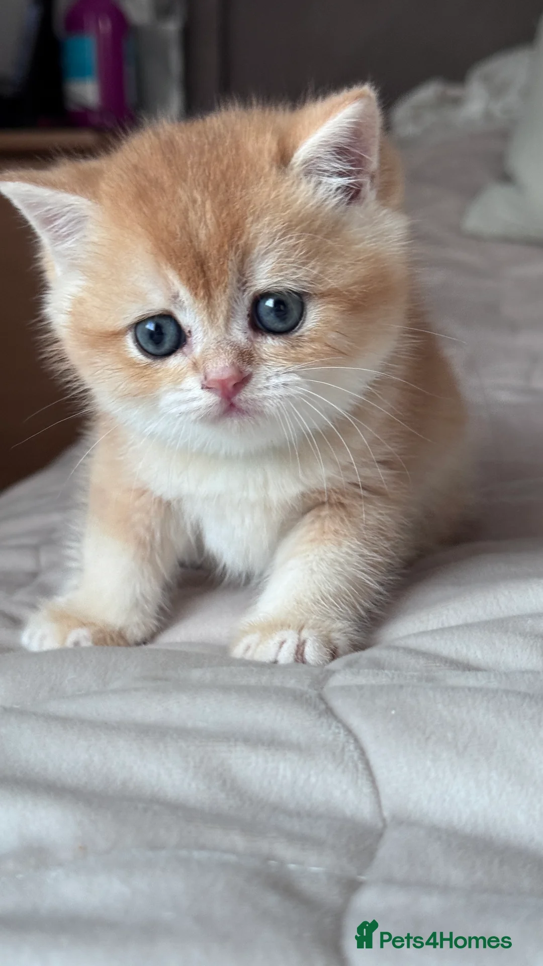 British Shorthair cats for sale: Adorable GCCF BSH BY12 NY12Chocolate Gold kittens  - Advert 10