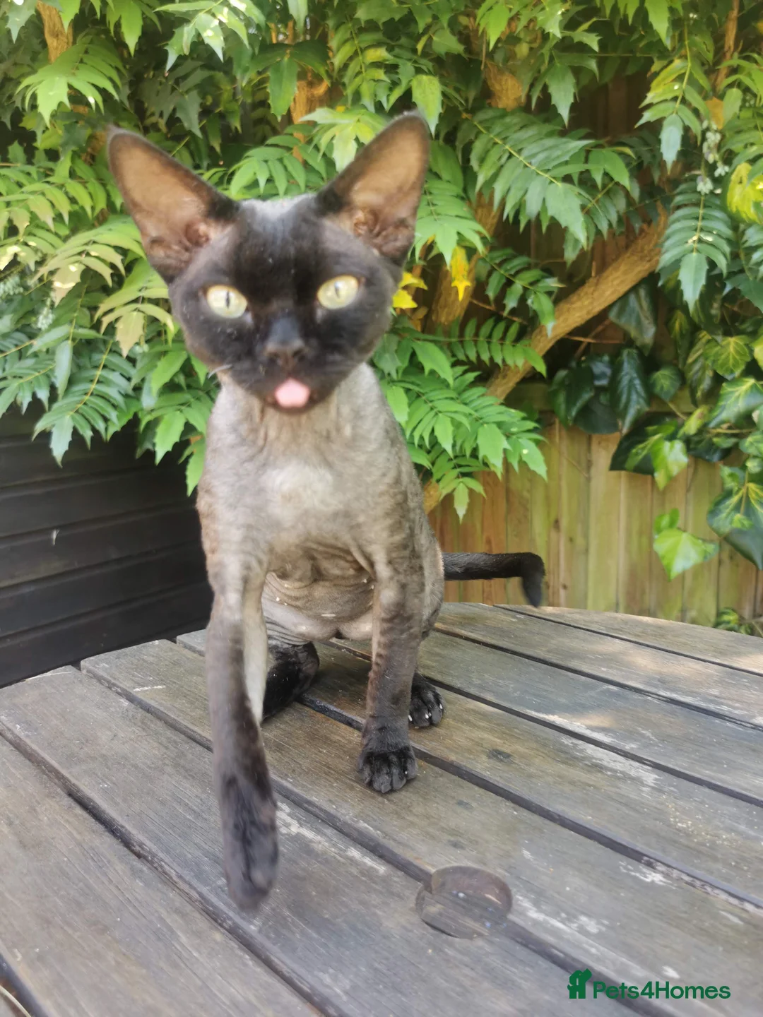 Devon Rex cats for stud: STUD ONLY - Xenopaws Ripley's Hero (Bishop) - Advert 4