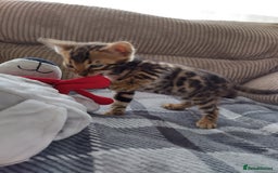 Bengal cats for sale: Kittens Bengal Pedigree tree blood line - Image 6