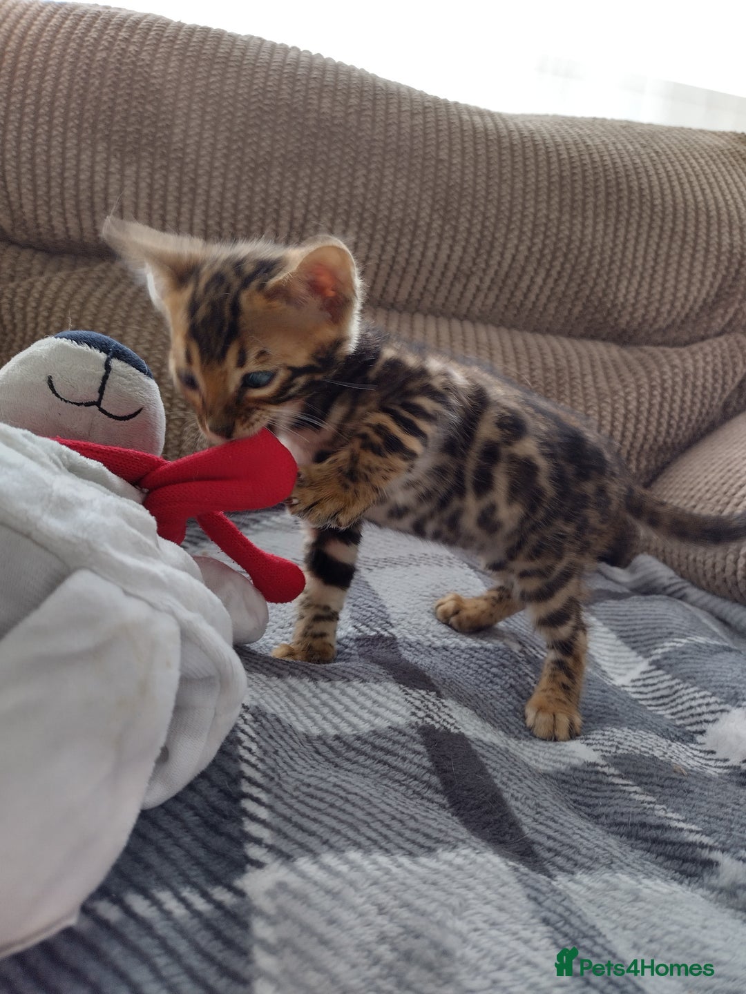 Bengal cats for sale: Kittens Bengal Pedigree tree blood line - Image 6