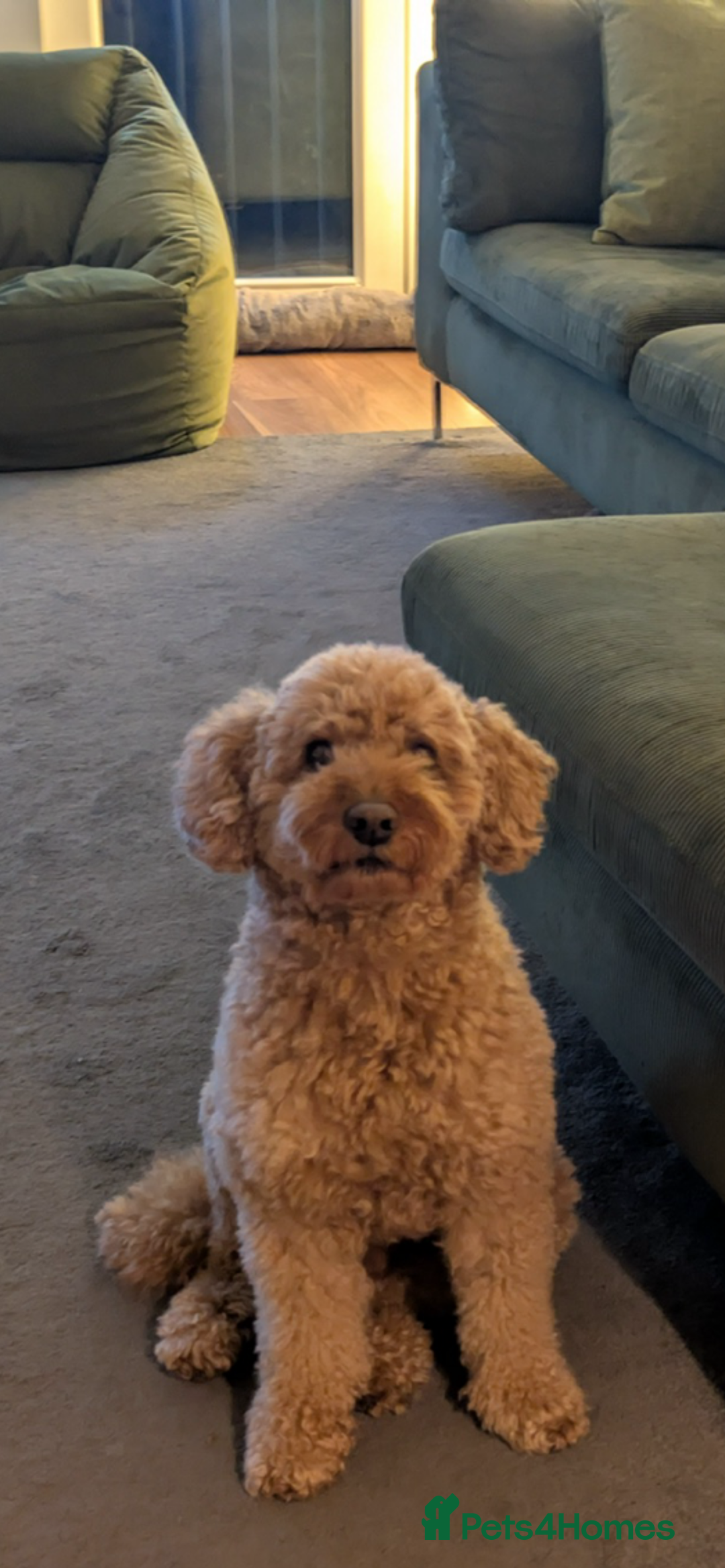 Cavapoo dogs for sale: Cavapoo - Advert 8