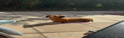 Miniature Dachshund dogs for sale: KC Registered Red Miniature Smooth dachshund pups - Advert 2