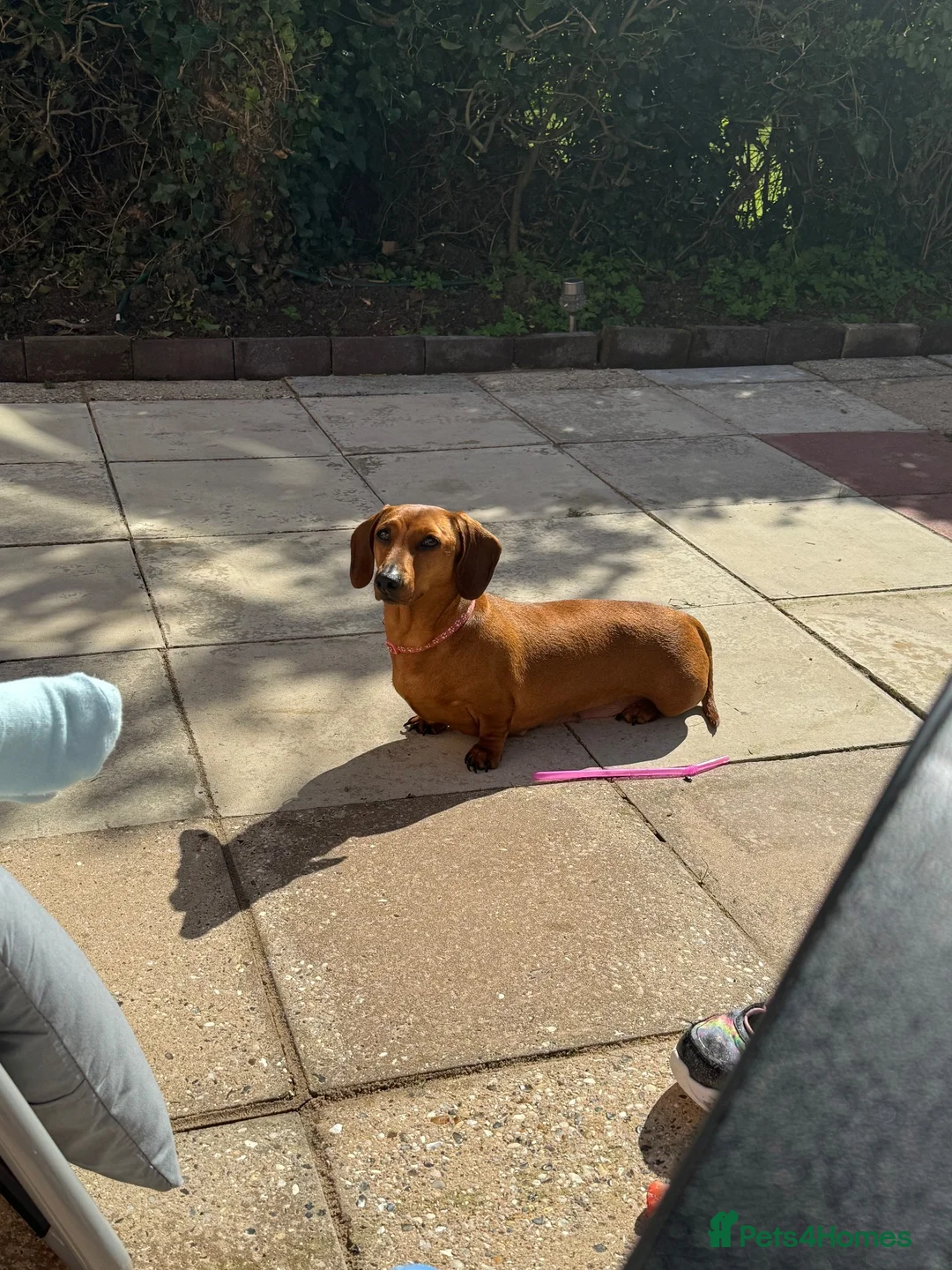 Miniature Dachshund dogs for sale: KC Registered Red Miniature Smooth dachshund pups - Advert 2