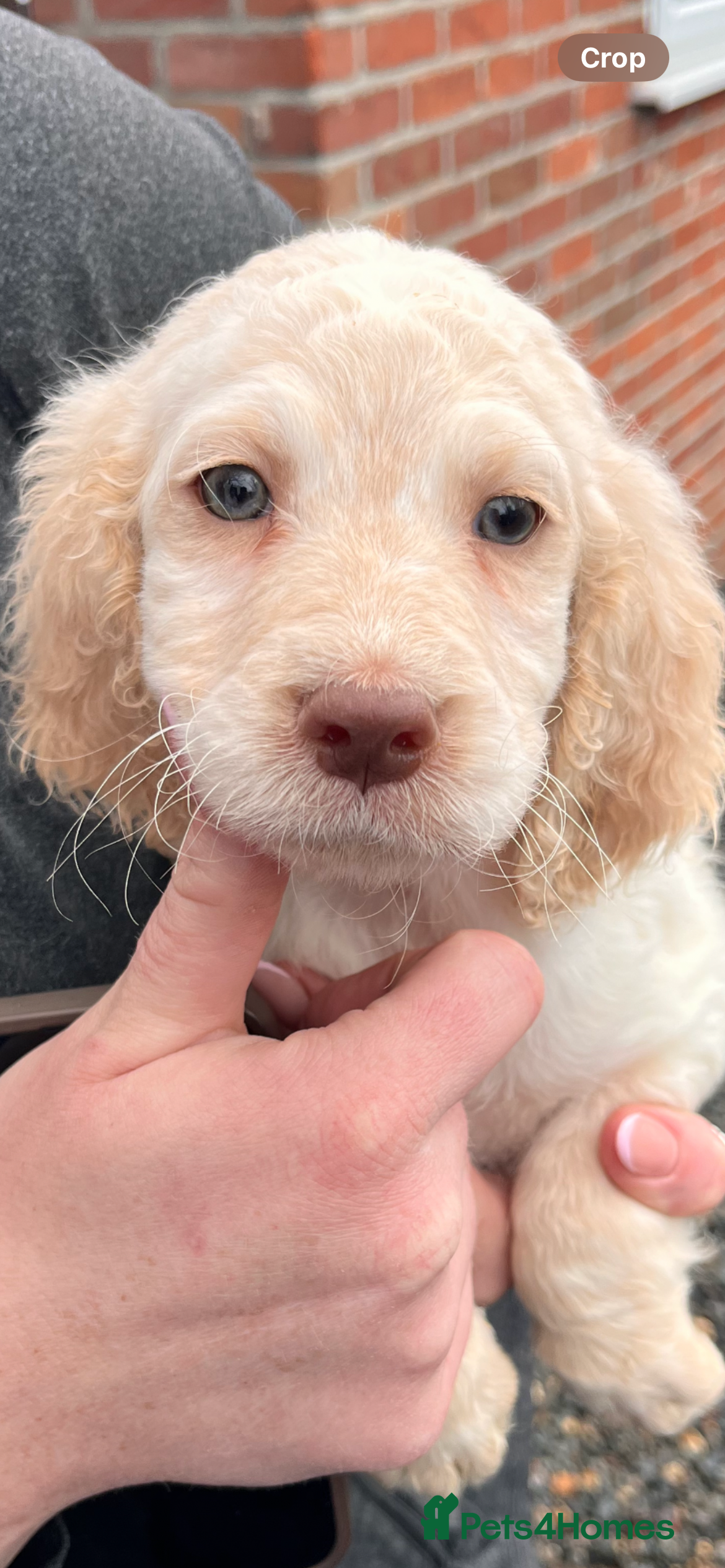 Cockapoo dogs 7 boy cockerpoo puppies ready now   - Advert 1