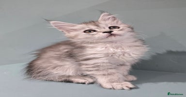 Maine Coon cats - Advert 8