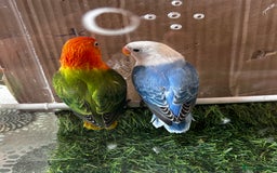 Lovebirds birds for sale: Beautiful Opline lovebirds in Birmingham - Image 9