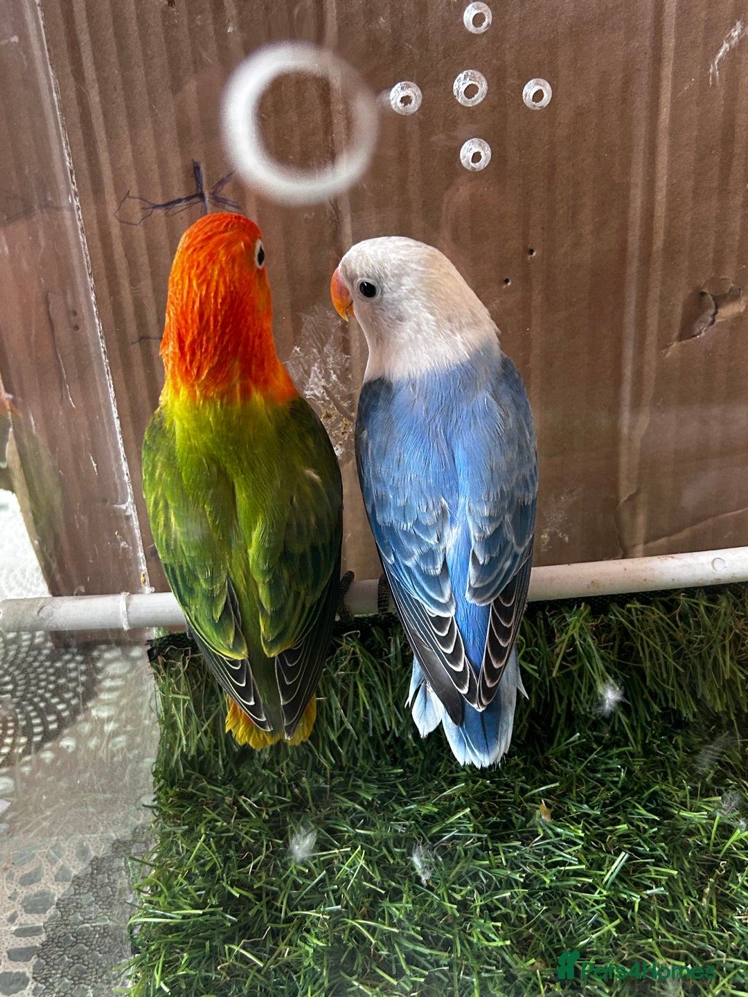Lovebirds birds for sale: Beautiful Opline lovebirds in Birmingham - Image 9