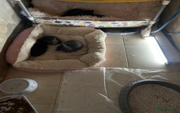 Domestic Shorthair cats for sale: Beautiful kittens  - Image 15