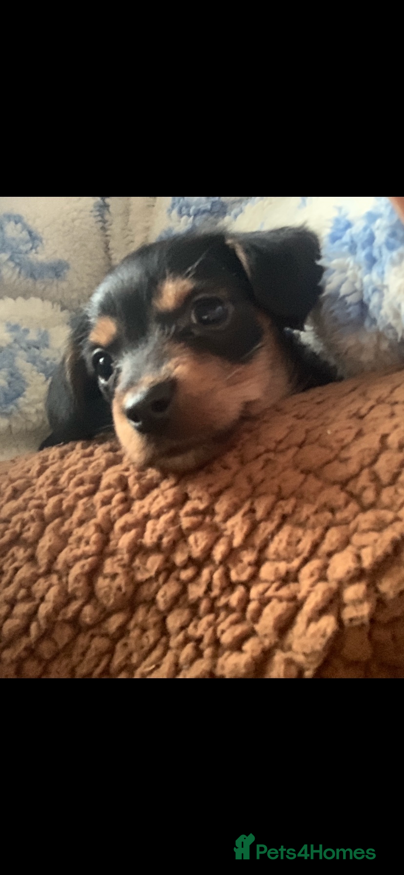 Mixed Breed dogs Yorkshire terrier x dachund x3 boys - Advert 8