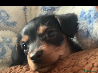 Mixed Breed dogs Yorkshire terrier x dachund x3 boys - Advert 1