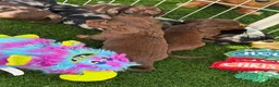 Dachshund dogs for sale: KEC REG MINIATURE LONG HAIRED dachshund puppies - Advert 12