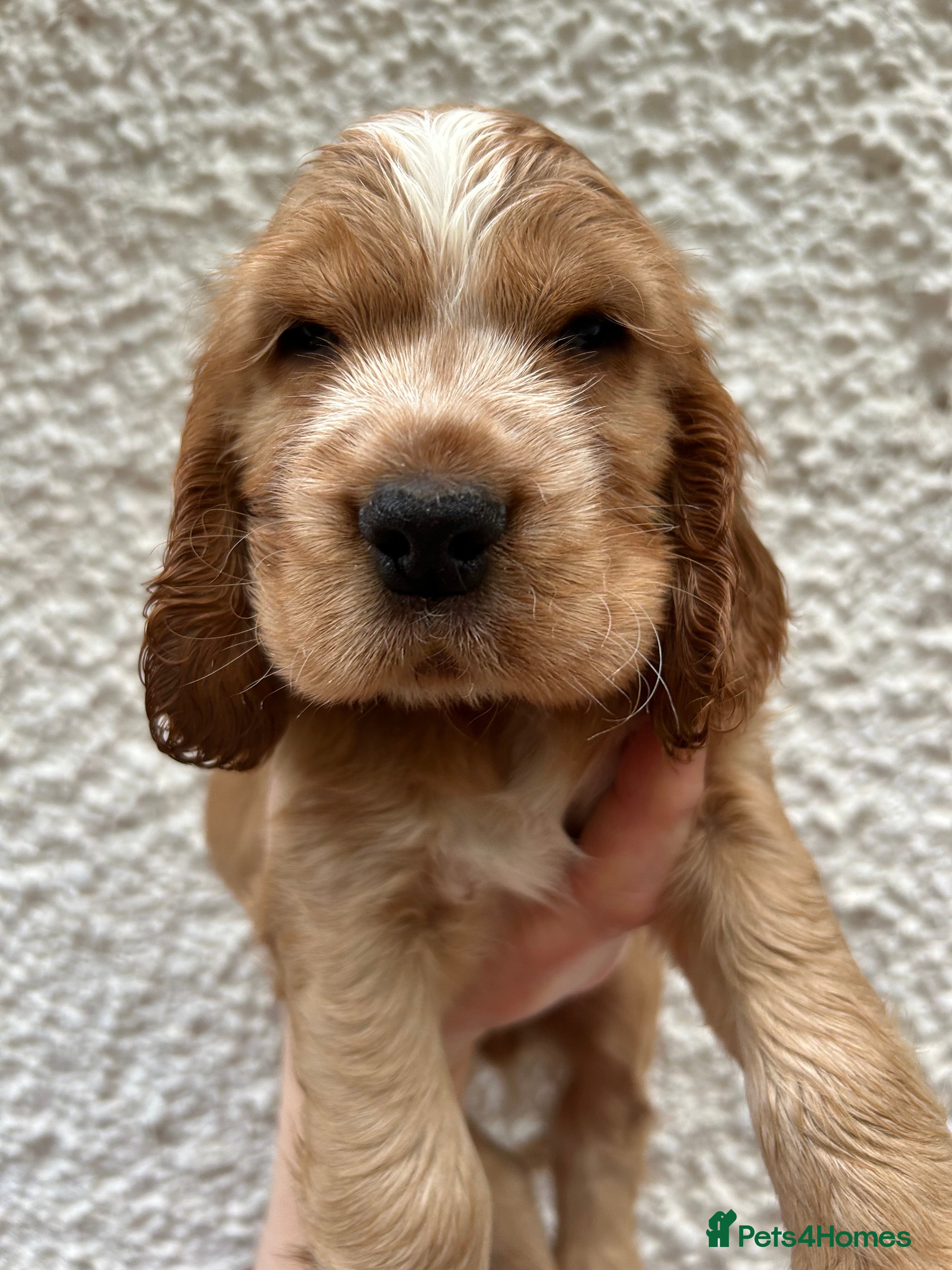 Cocker Spaniel dogs Golden show type cocker spaniel one boy available  - Advert 3
