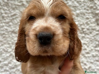 Cocker Spaniel dogs Golden show type cocker spaniel one boy available - Advert 7