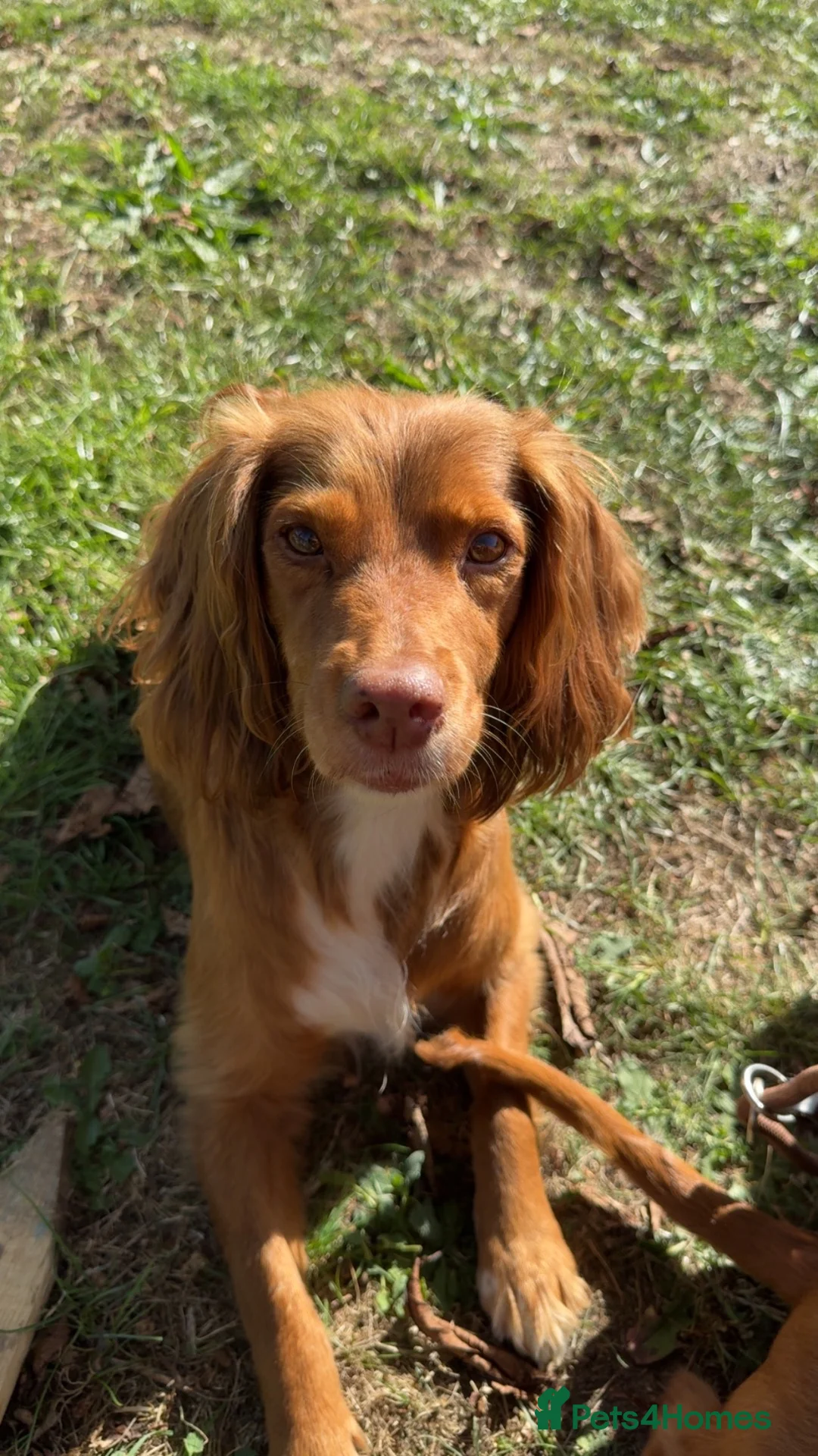 Cocker Spaniel dogs for sale: Gorgeous cocker spaniel male for sale  - Advert 5