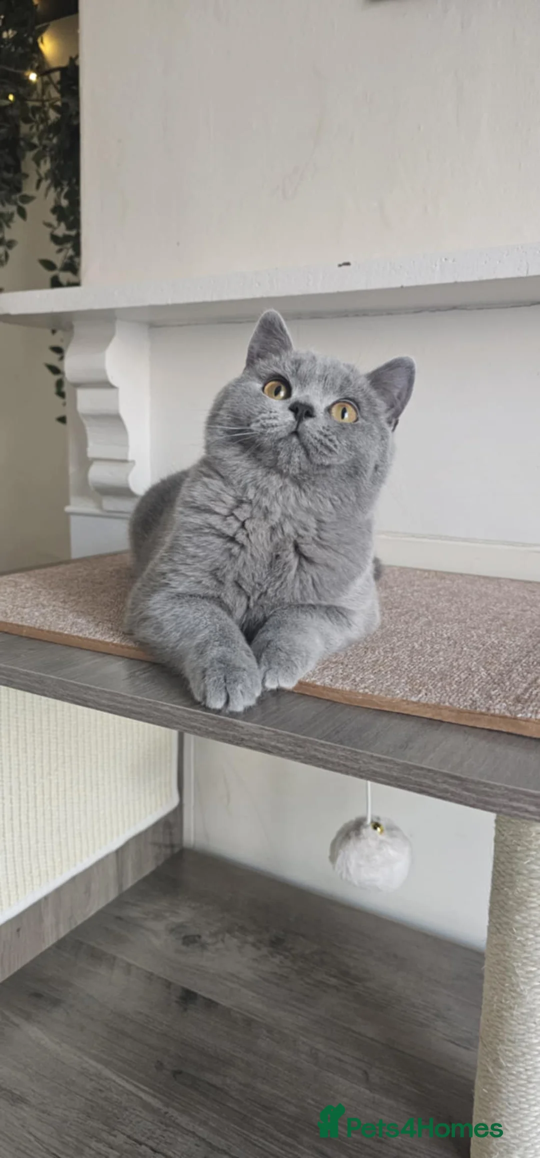 British Shorthair cats for sale: British Shorthair GCCF - Advert 7