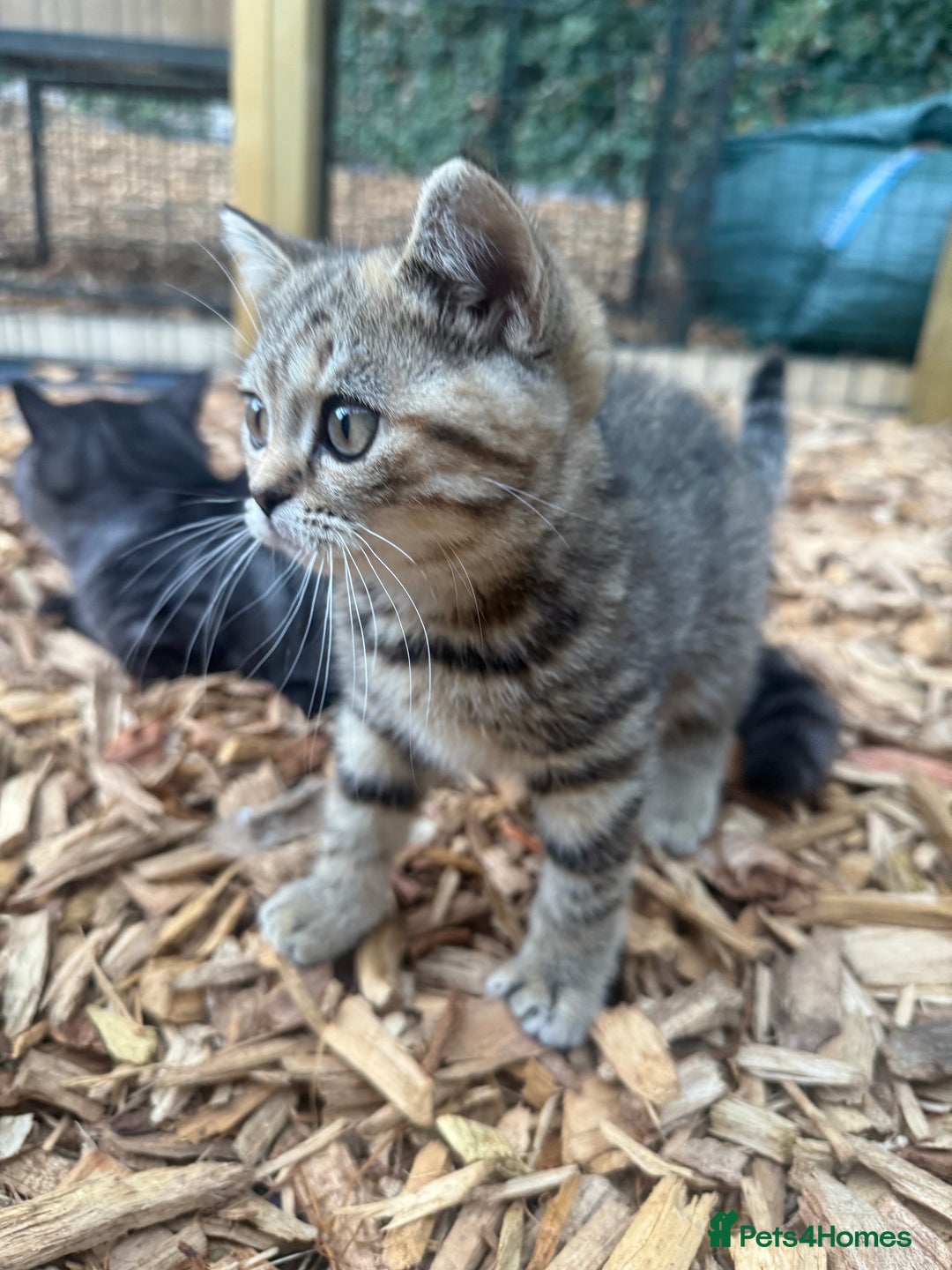 British Shorthair cats for sale: Beautiful boy and girl ready to leave now - Image 17