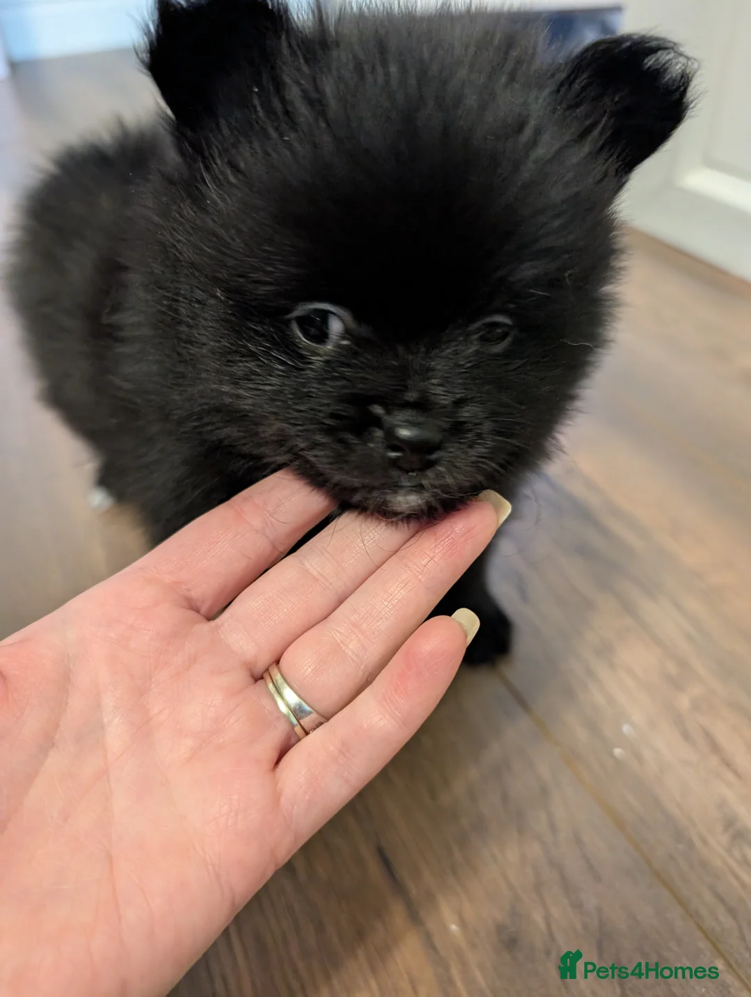 Pomeranian dogs for sale: Miniature Pomeranians - Advert 4