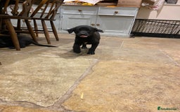 Borador dogs for sale: Perfect Collie x Lab Puppies! Perfect Family Pets - Image 2