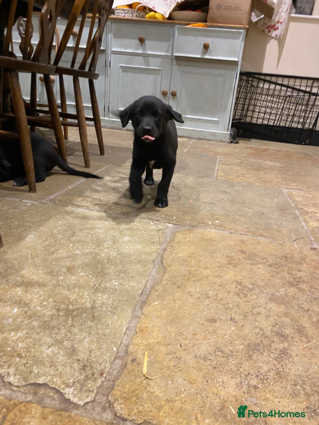 Borador dogs for sale: Perfect Collie x Lab Puppies! Perfect Family Pets - Image 2