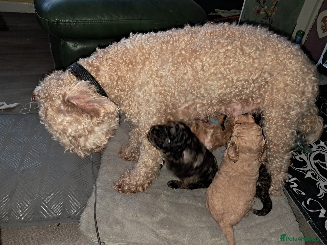 Cockapoo dogs for sale: bold and beautiful F2 miniature cockapoo - Image 7