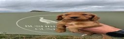 Cocker Spaniel dogs for sale: Kc registered Working Cocker Spaniel puppies  - Advert 11