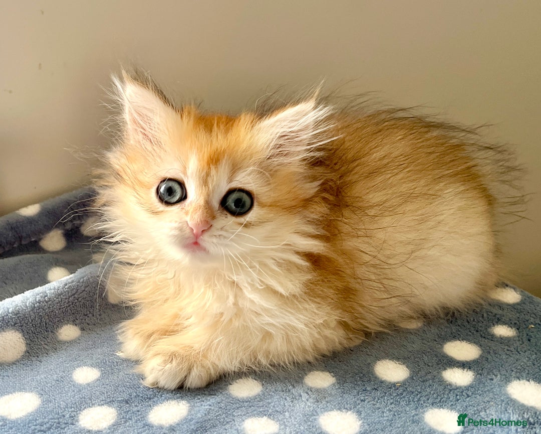 British Shorthair cats for sale: Golden, British Longhairs - Image 1
