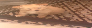 Chihuahua 1