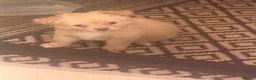 Chihuahua dogs for sale: 2cuddly chi puppies  - Advert 3