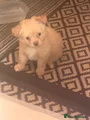 Chihuahua 1