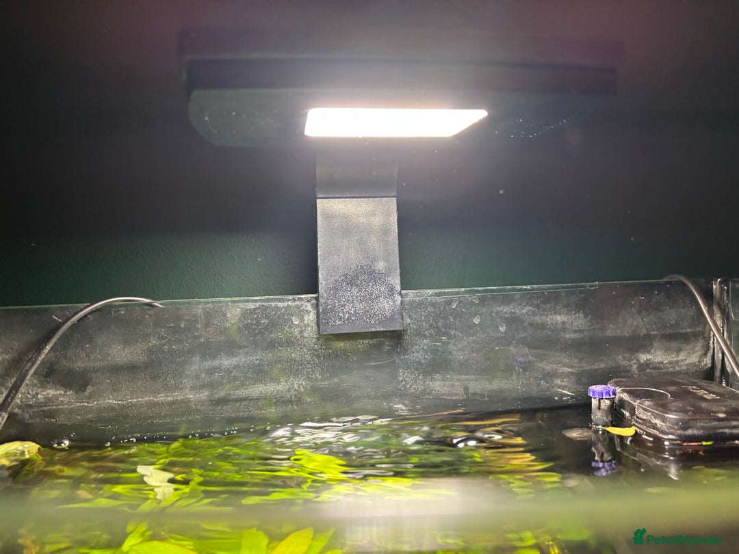 Barbs fish for sale: Full tropical setup with live plants and fish - Advert 7