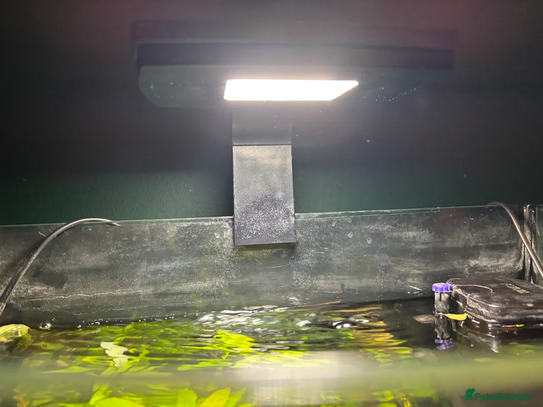 Barbs fish for sale: Full tropical setup with live plants and fish - Advert 7