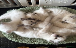 Ragdoll cats for sale: Adorable Ragdoll Kittens  - Image 1