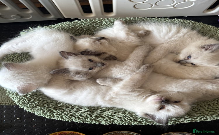 Ragdoll cats - Advert 1