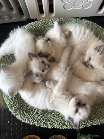 Ragdoll cats - Advert 5