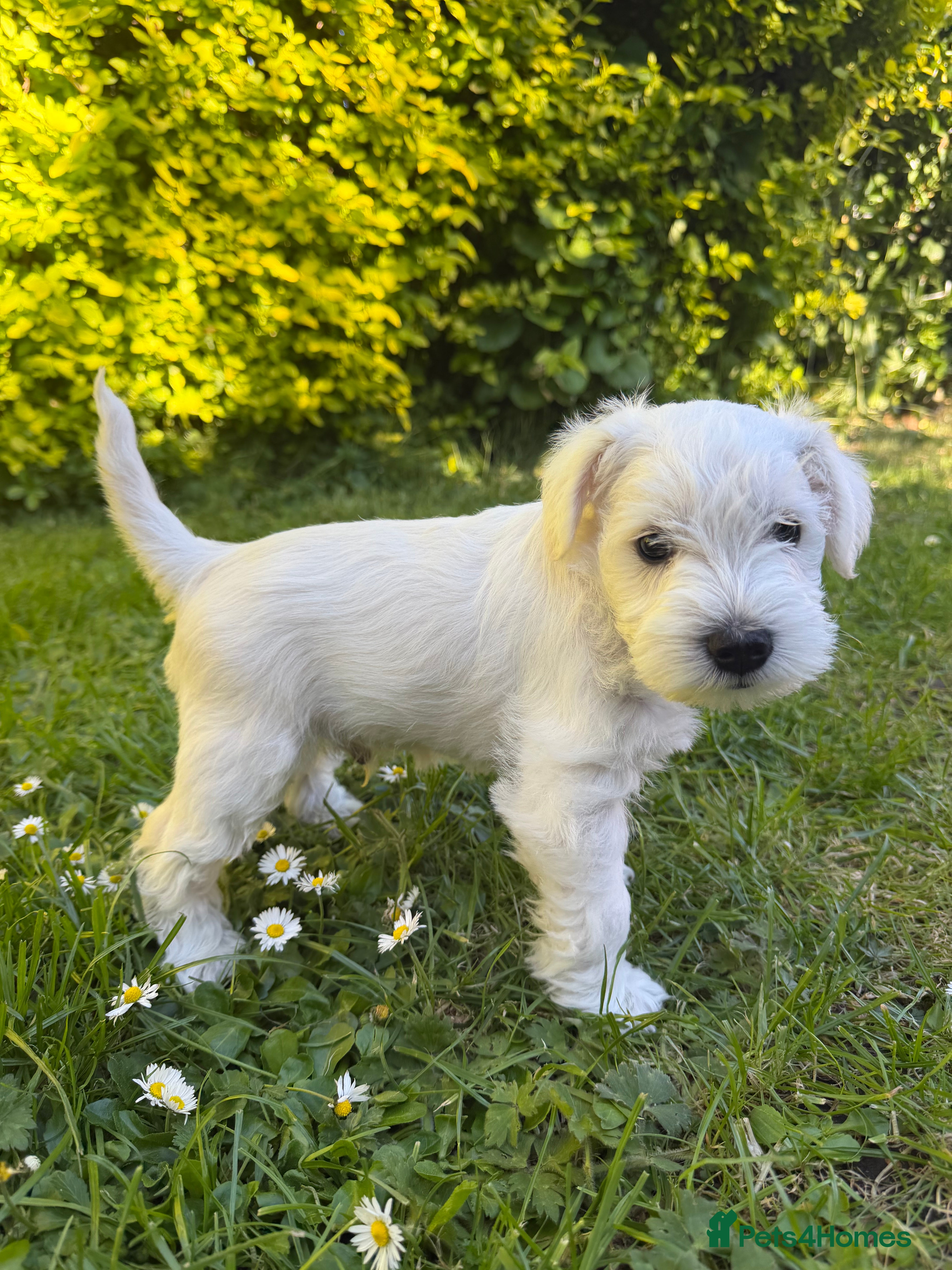Miniature Schnauzer dogs for sale: Available: 🐾 3 Girls 🐾 2 Boys - Advert 17