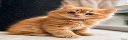 British Shorthair cats for sale: One BSH & One BLH Kittens  - Advert 4