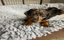 Miniature Dachshund dogs for sale: Miniature Black and Tan Dapple Dachshunds - Image 20