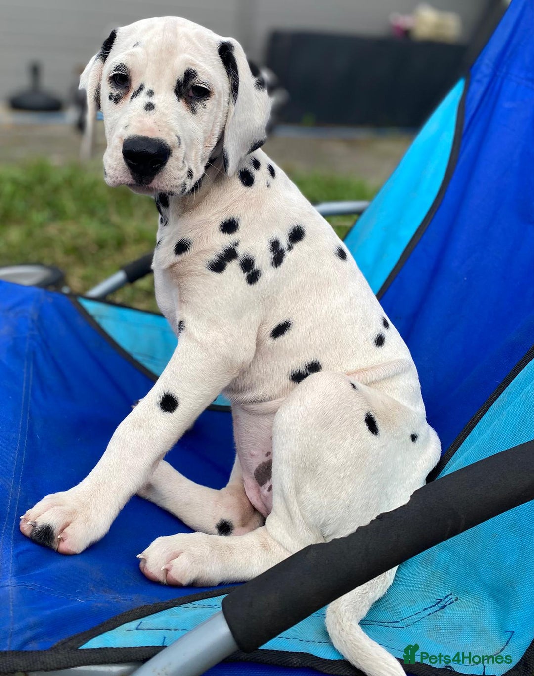 Dalmatian dogs for sale: Dalmatian Puppies (pure bred) - Image 1