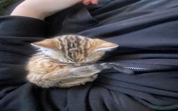 Bengal cats for sale: Cute and fluffy half Bengal kittens  - Image 33