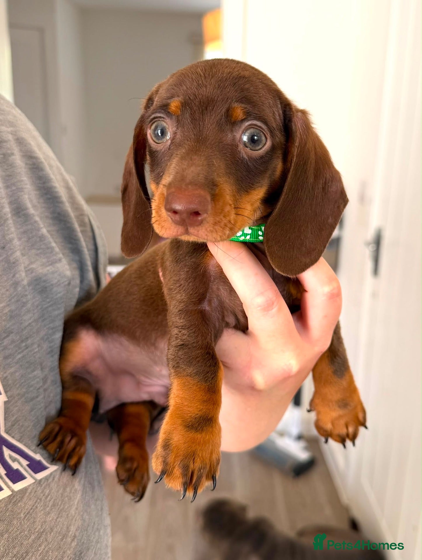 Miniature Dachshund dogs Fully vaccinated READY NOW Minature Dachshund Pups - Advert 13
