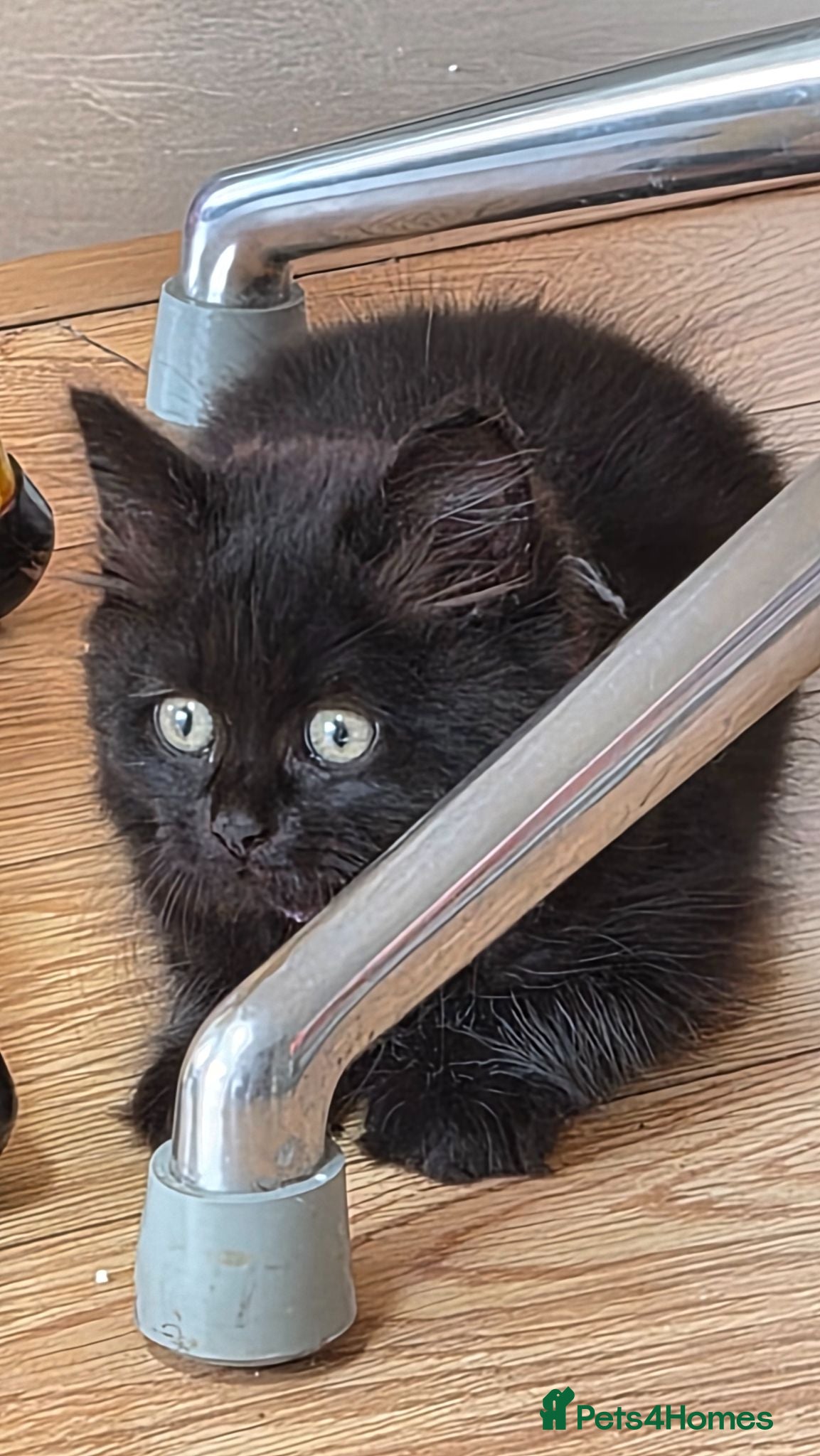 British Shorthair cats Beautiful British Shorthair Cross Kitten - Advert 1