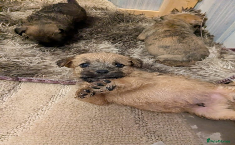 Mixed Breed dogs - Advert 1