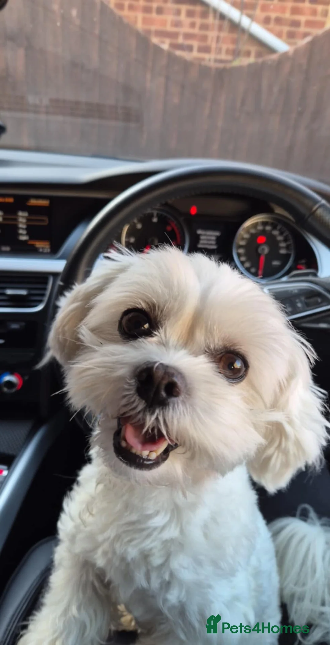 Maltese dogs for stud: beautiful tiny  Maltese boy for stud in Northampton - Advert 14