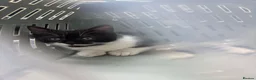 Mixed Breed cats for sale: Black and White Fluffy Male Kitten - Advert 22