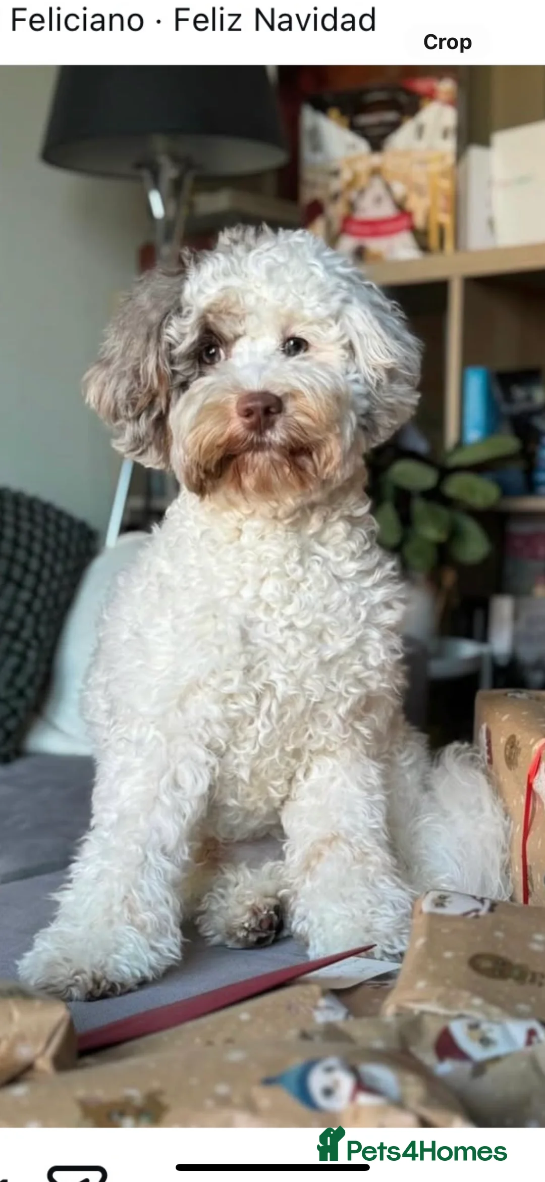 Cavapoo dogs for stud: Premium Cavapoo Chocolate Phantom Parti Stud  in Rickmansworth - Advert 33