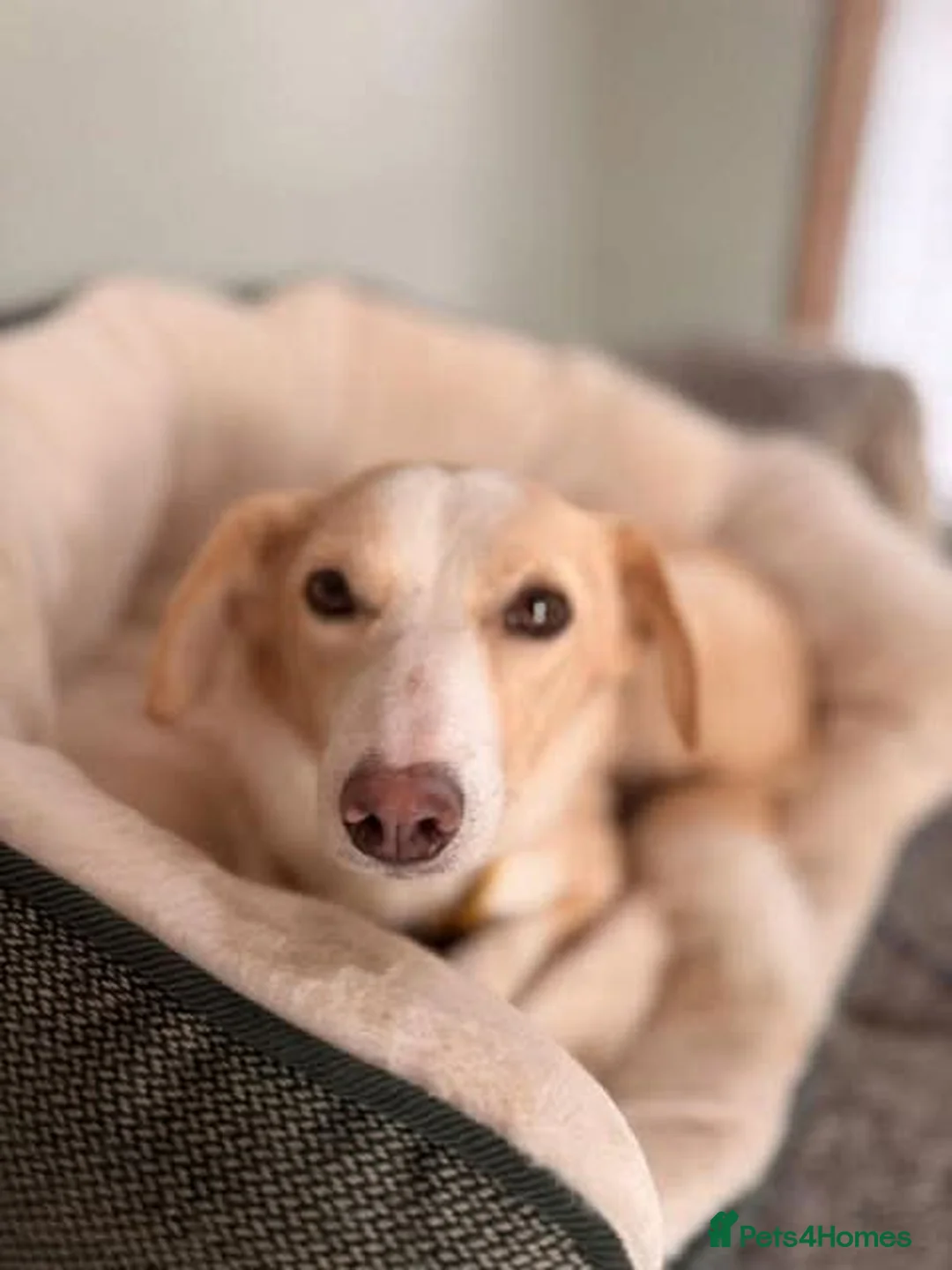 Mixed Breed dogs for adoption: Meet Raquel, currently residing in Burnley in Burnley - Advert 4